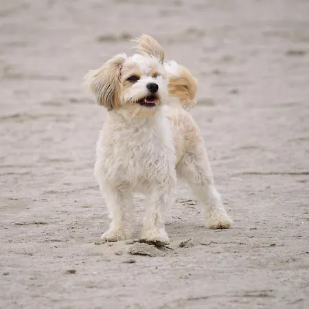 De Hahnpoten Διαμέρισμα