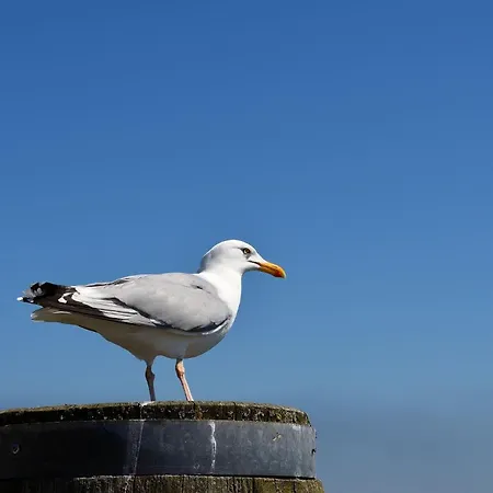 De Hahnpoten * Dorumer Neufeld