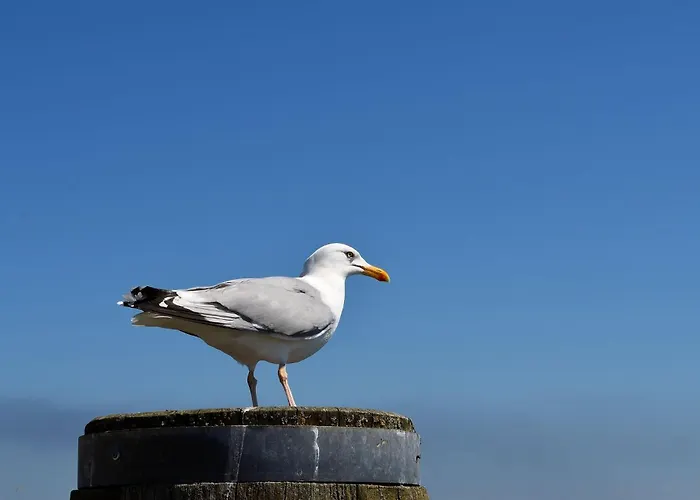 De Hahnpoten * دورم نيوفيلد